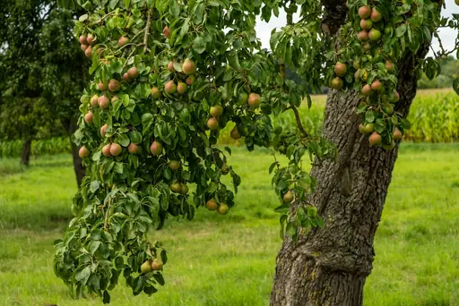 Wann Ist die Beste Zeit, um Obstbäume zu Schneiden? Welche Schnittzeiten Sich für Verschiedene Obstbaumarten Eignen