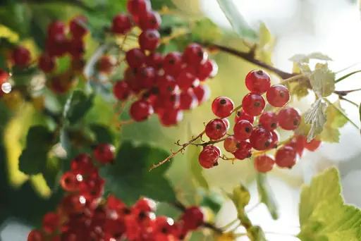Wann tragen Johannisbeeren das erste Mal? Ab Welchem Jahr Mit Früchten Zu Rechnen Ist Und Was Die Ernte Fördert