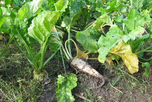 Was darf man nicht neben Gurken pflanzen? Ungünstige Pflanznachbarn vermeiden und Gurken richtig im Beet kombinieren