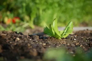 Was Kann Man Gegen Engerlinge Tun? Larven Erkennen und Den Garten Schonend Schützen