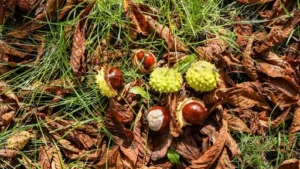 Was kann man gegen Schnecken tun? Schnecken im Garten bekämpfen – wirksame und möglichst schonende Methoden