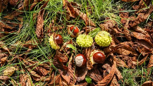 Was kann man gegen Schnecken tun? Schnecken im Garten bekämpfen – wirksame und möglichst schonende Methoden