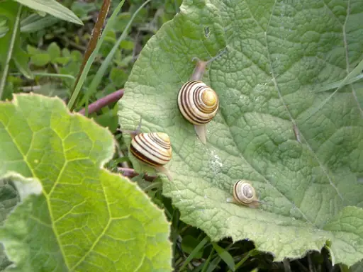 Was tun bei Schnecken im Hochbeet? Wirksame und möglichst schonende Methoden gegen Schnecken im Hochbeet