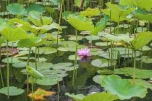Wasserlotus – Pflege – Standort, Wasserbedingungen und richtige Pflege eines Wasserlotus