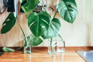 Waterplant im Glas – Pflege – Wie Wasserpflanzen im Glas gepflegt werden und welche Bedingungen sie benötigen