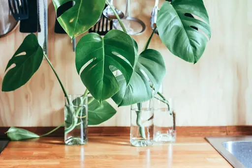 Waterplant im Glas – Pflege – Wie Wasserpflanzen im Glas gepflegt werden und welche Bedingungen sie benötigen