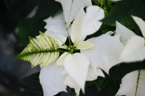 Weihnachtsstern weiß – Pflege – So pflegst du einen weißen Weihnachtsstern richtig