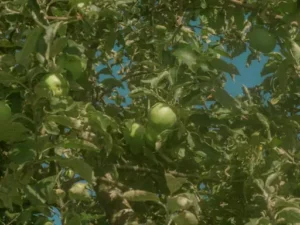 Wie beschneide ich einen Apfelbaum? Apfelbaum richtig beschneiden: Zeitpunkt, Schnitttechnik und typische Fehler