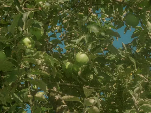 Wie beschneide ich einen Apfelbaum? Apfelbaum richtig beschneiden: Zeitpunkt, Schnitttechnik und typische Fehler