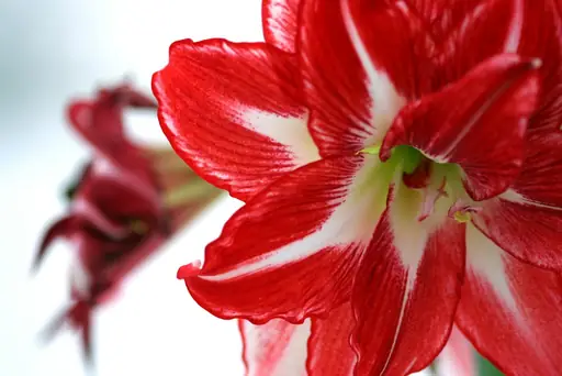 Wie gießt man Amaryllis? So wird eine Amaryllis richtig gegossen und vor Staunässe geschützt