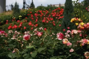 Wie Kann Man Rosen Länger Haltbar Machen? Praktische Tipps Für Frische Schnittrosen Und Eine Längere Blütezeit