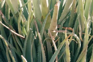 Wie oft gießt man eine Aloe-vera-Pflanze? Der richtige Gießrhythmus für Aloe vera im Sommer und Winter