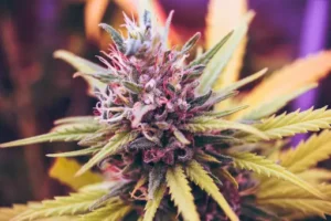 Wie oft kann man eine Cannabispflanze ernten? Erntezyklen und Unterschiede zwischen einjährigen und regenerierten Pflanzen