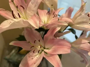 Wie schneidet man Lilien an? Lilien richtig anschneiden und als Schnittblumen länger frisch halten