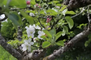 Wie sieht ein Litschibaum aus? Aussehen, Blätter, Blüten und Früchte des Litschibaums im Überblick