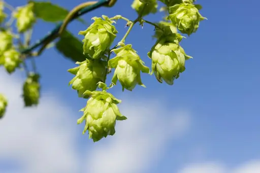 Wie sieht Hopfen aus? Blätter, Blüten und typische Erkennungsmerkmale der Hopfenpflanze