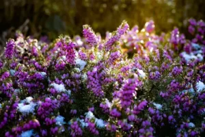Wie sieht Schneeheide im Sommer aus? Aussehen, Wachstum und Pflege der Schneeheide außerhalb ihrer Blütezeit