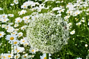 Wie steckt man Knoblauch richtig? Mit diesen Tipps gelingt der Anbau im eigenen Garten