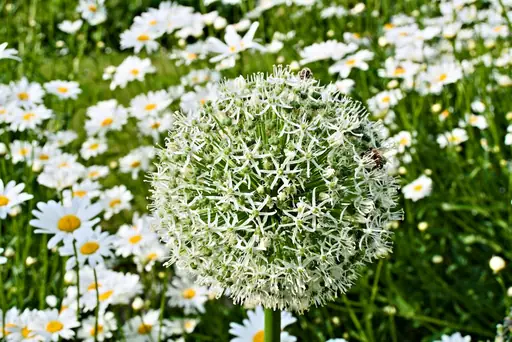 Wie steckt man Knoblauch richtig? Mit diesen Tipps gelingt der Anbau im eigenen Garten