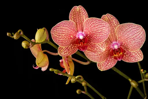 Wie viel Licht brauchen Orchideen? Der richtige Standort und optimale Lichtverhältnisse für gesunde Orchideen