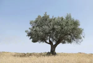 Wie viel wächst ein Olivenbaum im Jahr? Wie schnell Olivenbäume wachsen und welchen Einfluss Standort, Klima und Pflege haben