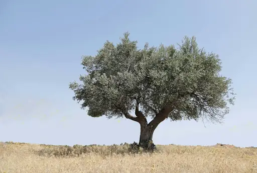 Wie viel wächst ein Olivenbaum im Jahr? Wie schnell Olivenbäume wachsen und welchen Einfluss Standort, Klima und Pflege haben