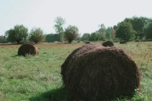 Wie viel wiegt ein Quaderballen Heu? Typische Gewichte von Quaderballen und wichtige Einflussfaktoren
