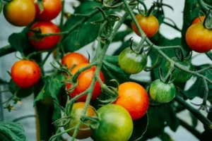Wie werden grüne Tomaten rot? So können unreife Tomaten nachreifen und richtig gelagert werden