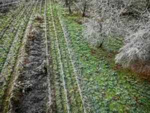 Winterharte Hecke – Pflege – Schneiden, Düngen und Bewässern im Jahresverlauf