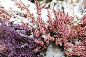 Winterharte Kakteen Pflege – Winterharte Kakteen richtig pflegen – Standort, Gießen und Überwinterung