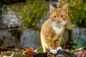 Womit kann ich Katzen vertreiben? Katzen aus dem Garten fernhalten: tierfreundliche Methoden und geeignete Hausmittel