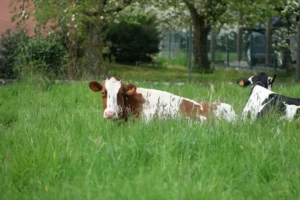 Woran erkennt man Futtermais? So lässt sich Futtermais von anderen Maissorten unterscheiden